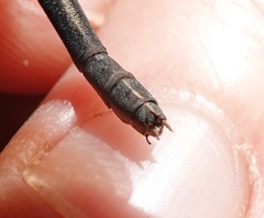 Calopteryx angustipennis