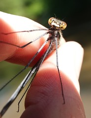 Calopteryx angustipennis