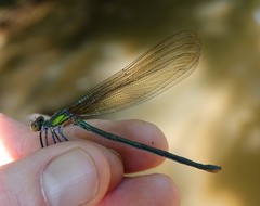 Calopteryx angustipennis