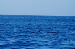Delphinus delphis