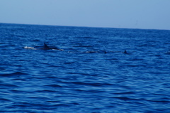 Delphinus delphis