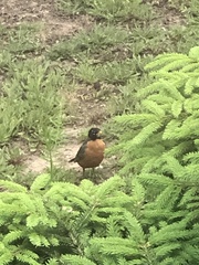 Turdus migratorius image
