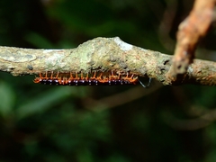 Helicorthomorpha