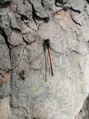 Pyrrhosoma