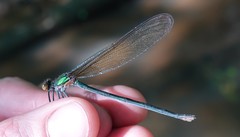 Calopteryx angustipennis