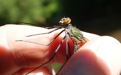 Calopteryx angustipennis
