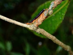 Helicorthomorpha