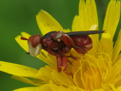 Myopa dorsalis