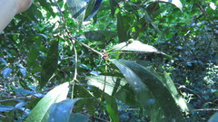 Denhamia celastroides