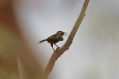 Pomatostomus ruficeps