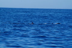 Delphinus delphis