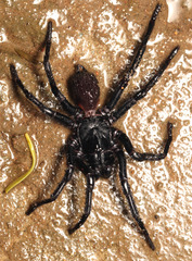 Hadronyche macquariensis