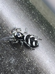 Salticus scenicus
