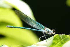 Calopteryx angustipennis