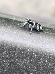 Salticus scenicus