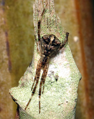 Janula bicornis