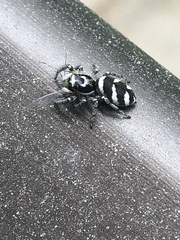 Salticus scenicus