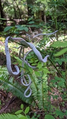 Exobasidium parvifolii