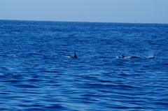 Delphinus delphis