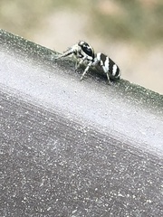 Salticus scenicus