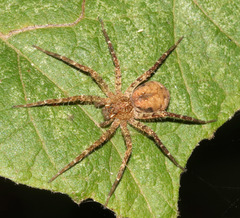 Ornodolomedes