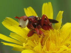 Myopa dorsalis