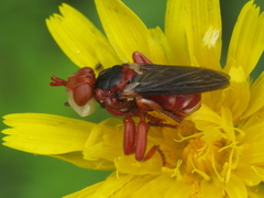 Myopa dorsalis