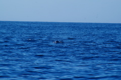 Delphinus delphis