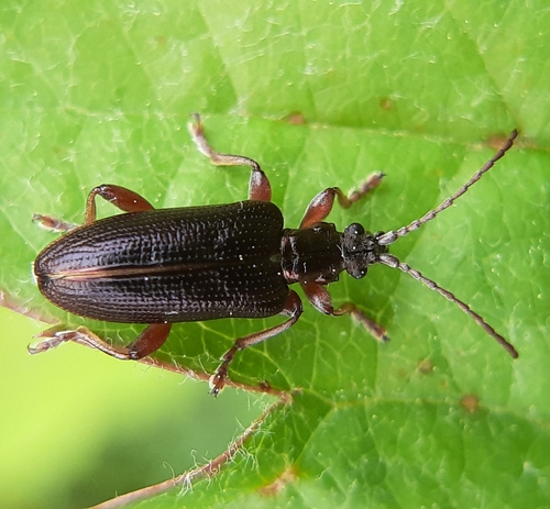Shoemaker's Reed Beetle photo 2
