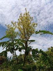Mimosa suffruticosa