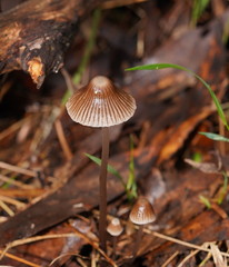 Mycena albidofusca