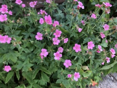 Geranium palustre