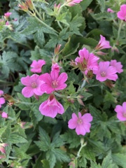 Geranium palustre