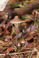 Mycena albidofusca