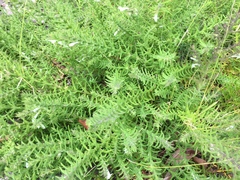 Chloanthes stoechadis