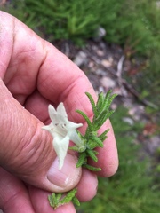 Chloanthes stoechadis