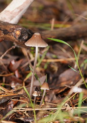 Mycena albidofusca