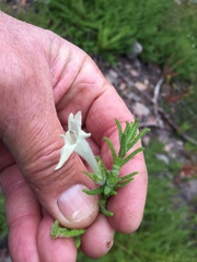 Chloanthes stoechadis