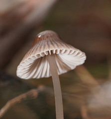 Mycena albidofusca