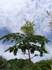 Mimosa suffruticosa