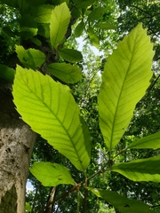 Castanea sativa