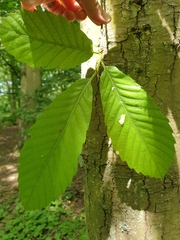 Castanea sativa