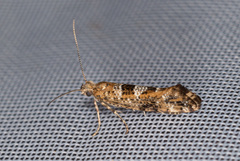 Digitivalva granitella