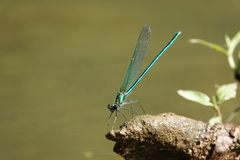 Calopteryx angustipennis