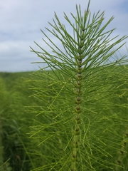 Equisetum telmateia telmateia