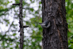 Sitta europaea albifrons