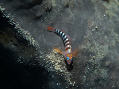 Notoclinops segmentatus