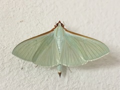 Stemorrhages sericea