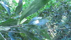 Denhamia celastroides