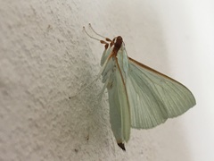 Stemorrhages sericea